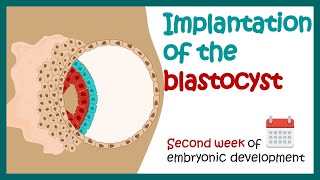 Implantation of the blastocyst  Week 2 of embryonic development  Developmental biology [upl. by Annahs]