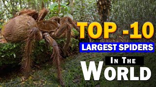 Top 10 Largest Spiders In The World [upl. by Eenaej]