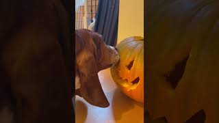 Halloween 🎃basset halloween carvingpumpkins shorts [upl. by Towroy423]