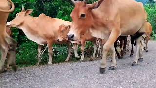 SAPIKUREENG rombongan sapi sedang menuju kandang [upl. by Mera]