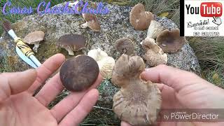 Curiosidades de las Setas de Cardo Características Forma color tamañoelfontaneroencasa [upl. by Ennoid]