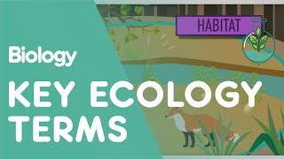 Key Ecology Terms  Ecology and Environment  Biology  FuseSchool [upl. by Steep]