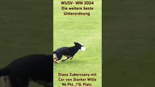 WUSV WM 2024 Diana Zubercsany mit Cor von Starker Wille [upl. by Sairacaz712]