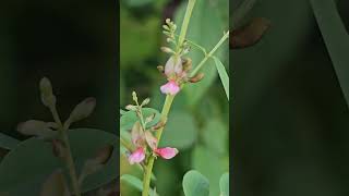 Indigofera  Source of NATURAL Blue Dyes n herb [upl. by Sirac]