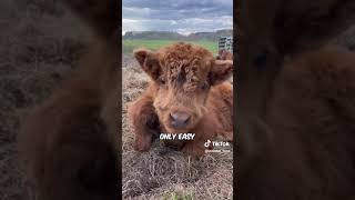 Mini Highland Cow 🐮 A new cute pet breed [upl. by Aminta574]