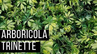 Arboricola Trinette [upl. by Garbe]