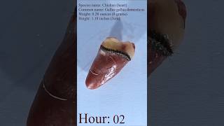 Flesh Eating Larvae Snack Chicken Heart timelapse dermestid larvae chicken heart [upl. by Pirozzo674]