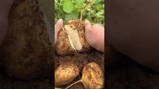 Harvest jicama Do you like it  fruit agriculture jicama food farming garden yummy harvest [upl. by Fita]