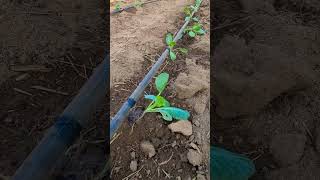 Cabbages On Drip Day 1 horticulture farming zimbawe wannabefarmer garden cabbage gardening [upl. by Attiuqram]