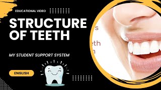 structure of teeth  types of teeth  pulp cavity  dentine  deciduous teeth  permanent teeth [upl. by Atteynad]