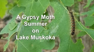 Gypsy Moths on Lake Muskoka 2021 [upl. by Ahsiemaj61]