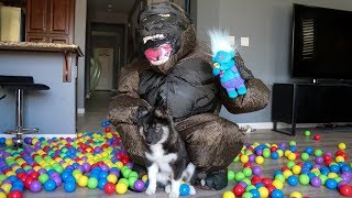 Kakoa SAVES Troll From King Kong Husky Puppy Ball Pit Surprise [upl. by Enyalaj]