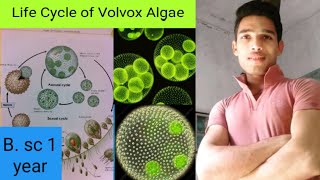 Life Cycle of Volvox Algae [upl. by Rachaba165]