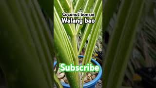 Cocobon with out shell dwarf coconutbonsai garden kelapabonsai bonsai shortsviralvideo [upl. by Rialc]