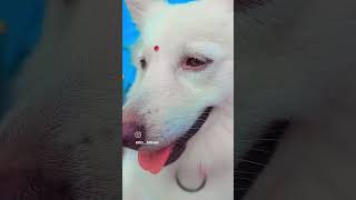 Laika🥰🐕youtubeshorts shortvideo pets viralvideo [upl. by Nuavahs96]