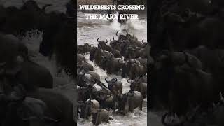 WILDEBEESTS CROSSING THE MARA RIVER YouTube2 wildlife africansafari [upl. by Azilem901]