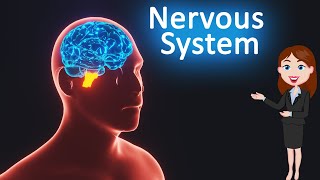 Nervous system  Control and Coordination 3D animated explanation 10th class  Science [upl. by Carlynne908]