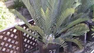 Cycad Encephalartos Sale [upl. by Tihor]