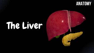 Liver Anatomy Function Topography External Structures Ligaments [upl. by Currier]