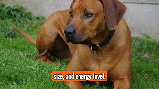 The Rhodesian Ridgeback  Top Personality Traits Characteristics and Facts [upl. by Iborian462]