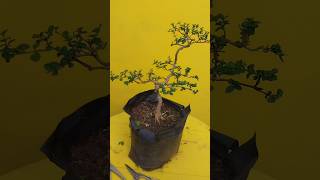 Premna pruning viralvideo bonsai shortsvideo [upl. by Vally]