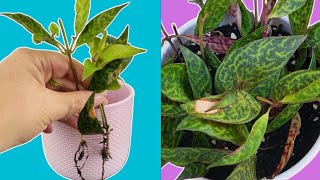 Effortless Lipstick Plant Propagation Guide Step by Step [upl. by Eulau745]