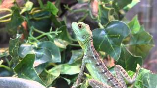 Baby Green Basilisks [upl. by Carling]