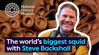 Is a giant squid bigger than a colossal squid  Surprising Science with Steve Backshall [upl. by Cumine]