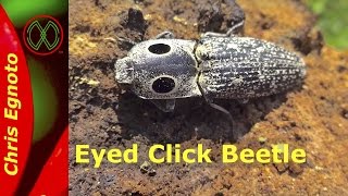 Eyed click beetle Alaus oculatus  This beetle jumps [upl. by Sirtimed443]