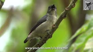 Bird Call SCARLETBACKED FLOWERPECKER [upl. by Esadnac]