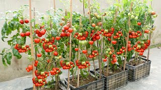 The easiest and most fruitful way to grow tomatoes at home for beginners [upl. by Aylad]