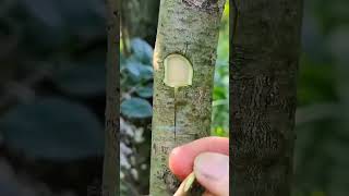 How to graft a different fruit branch in a plant grafting plantgrafting gardening plants garden [upl. by Enawtna]