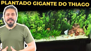 🔴O AQUÁRIO PLANTADO GIGANTE DO THIAGO Mr Betta [upl. by Baird]