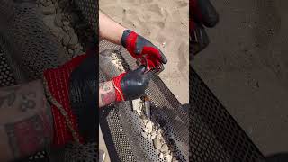 You Wont Believe  Beach Cleanup Money [upl. by Peadar]