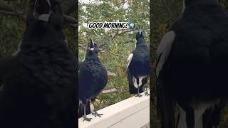 Amazing Australian Magpie Sings Then Sneezes 🤧 Astonishing [upl. by Neltiac]