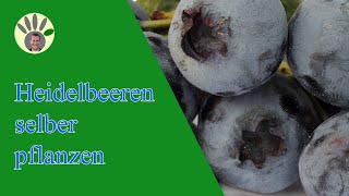 Heidelbeeren  Blaubeeren richtig pflanzen [upl. by Gievlos]