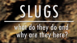 Slugs What do they do and why are they here  The Bristol Nature Channel [upl. by Gnap]