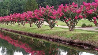 IDÉIAS DE PAISAGISMO COM ESSA ÁRVORE PERFEITA PARA CHÁCARAS E SÍTIOS [upl. by Aset]