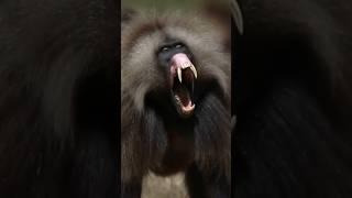 Geladas Canine Teeth [upl. by Iclek]