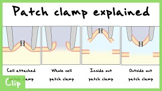 Patch Clamp Explained CellAttached Whole Cell Inside Out Outside Out Configurations  Clip [upl. by Drageruaeb794]