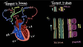 Transportation in humans amp plants  Life processes  Class 10 Biology  Khan Academy [upl. by Ahtiekahs]