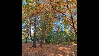 Berlin Herbst Volkspark Humboldthain [upl. by Nytsirk80]