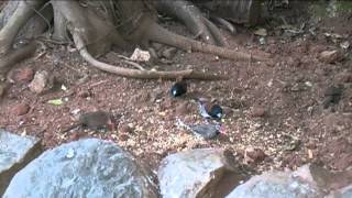 Southern African Birds Black and white Mannikin pair [upl. by Yrekcaz576]