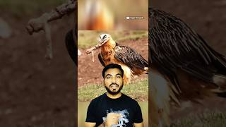 Bearded vulture😳 shorts shortsfeed youtubeshorts ytshorts ytviral short sagarmangesh vulture [upl. by Rohclem]