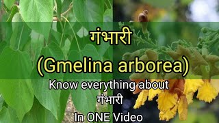 गंभारीGmelina arborea  Ayurvedic Medicinal Plant  Dravyagun  Bams2ndyear [upl. by Birecree]