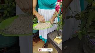 Organic fertilizer for rose plants flowers youtubeshorts shorts gardening [upl. by Kingsley]