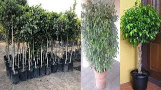 🌿 FICUS BENJAMINA  6 TRUCOS que necesitas saber sobre esta planta cuidados [upl. by Niu]