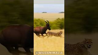 Cheetah vs Hartebeest The Ultimate Speed Hunt [upl. by Orville]