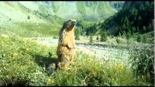 une gentille marmotte [upl. by Ecnahc]