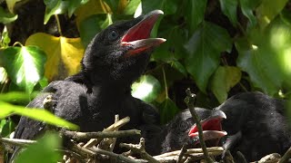 Four young crows on their nest preparing to fledge [upl. by Anyela996]